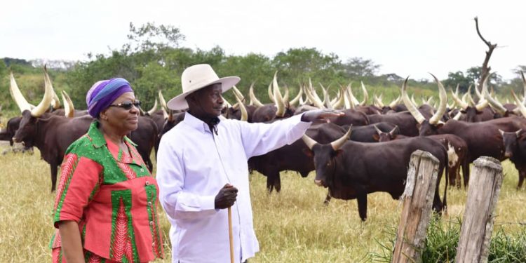 Museveni Writes to Bazukulu about His Countrywide Wealth Creation Tour