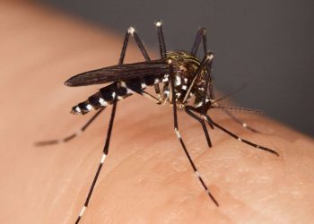 Malaria Upsurge: 400000 New Cases Registered