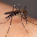 Malaria Upsurge: 400000 New Cases Registered