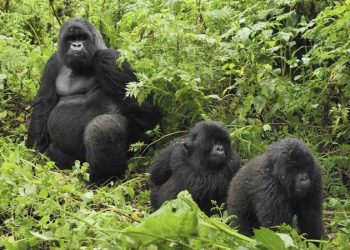 Rwanda’s 20 Gorillas Migrate to Uganda