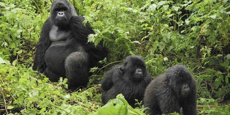 Rwanda’s 20 Gorillas Migrate to Uganda