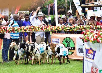 Photos: Ugandans Braved a Chilly Saturday and Thronged Munyonyo to Watch Goats Race