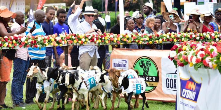 Photos: Ugandans Braved a Chilly Saturday and Thronged Munyonyo to Watch Goats Race
