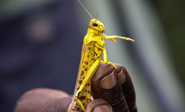 Facts about Locusts: They Move in a Swarm of 80 million Insects and Can Finish Eating Uganda in 7 months