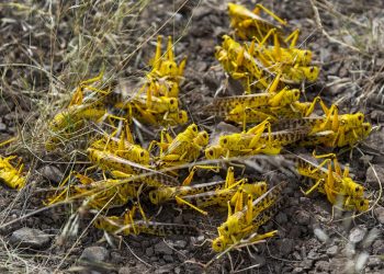 More shs.16b Needed to Combat Billions of Locusts which have Spread to 28 Districts