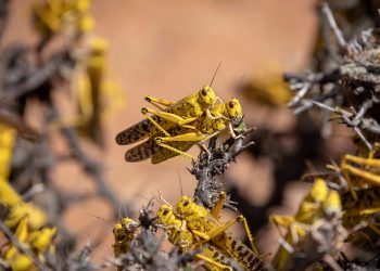 Opinion: The NRM’s Flying Cousins are Here!