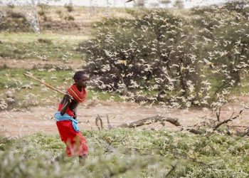 Locusts Spread to 6 Districts in Northern Uganda
