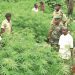 Shocking: Ugandan Army Frustrates Cannabis Growing as High-Ranking Soldiers Secretly Deal in the Lucrative Drug