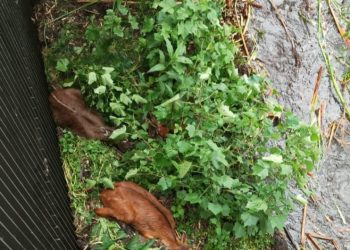Video: 5 Kobs which Came on a Floating Island are Trapped inside Karuma Dam