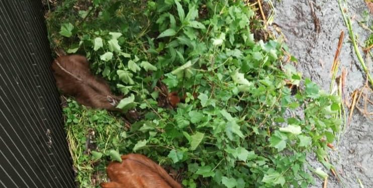 Video: 5 Kobs which Came on a Floating Island are Trapped inside Karuma Dam