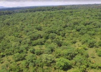 Hoima Sugar loses 13 Sq miles as NEMA toughens on Bugoma Land takeover