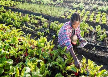 Commentary: Ugandan young  Farmers tipped to Embrace precision Agriculture