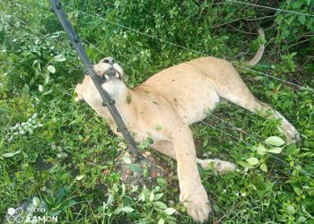 Just In: 3 lion Die by Electrocution in Queen Elizabeth park