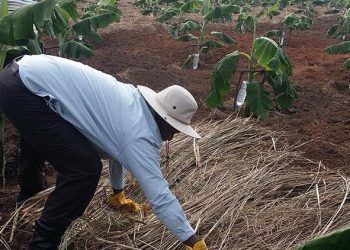 Visionist Museveni vindicated as Top scientists Move to Replace Wheat with Cassava 