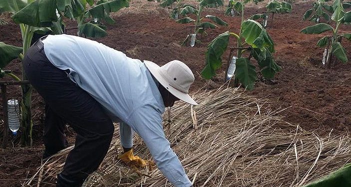 Visionist Museveni vindicated as Top scientists Move to Replace Wheat with Cassava