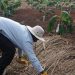 Visionist Museveni vindicated as Top scientists Move to Replace Wheat with Cassava