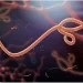 Panic as Ebola breaks Out in Mubende