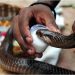 Horrible Confessions: Kampala slay Queens breast Feed snakes, Sleep with Cannibals and Corpses for Money