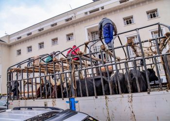 Muhoozi gifts Kabaka 10 cows