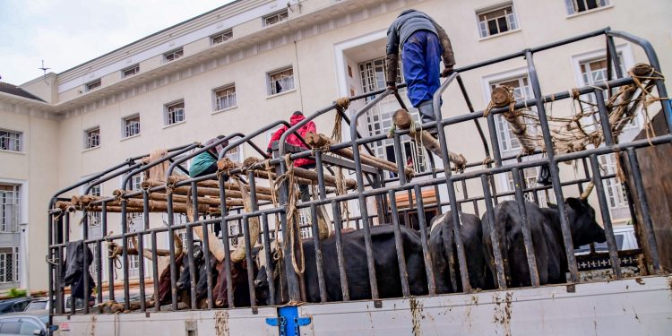 Muhoozi gifts Kabaka 10 cows