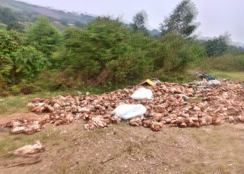 Veterinary doctor Behind death of Thousands of Hens in Masaka