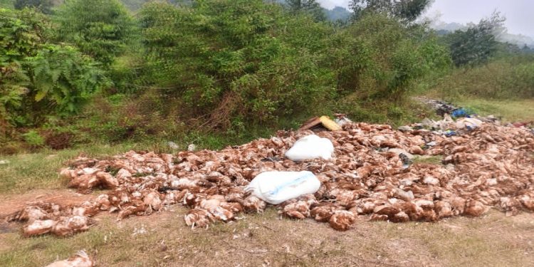 Veterinary doctor Behind death of Thousands of Hens in Masaka