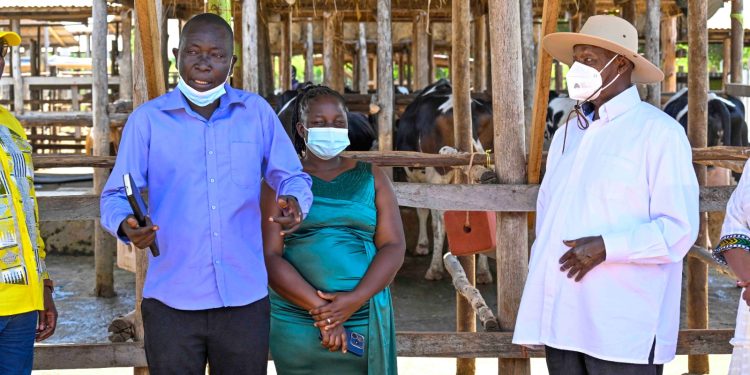 From taxi Driver to Model farmer: How Museveni’s 4-acre Model transformed a Life