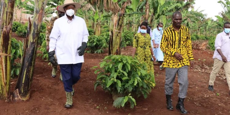 How Museveni skipped Nabbanja’s model Farm during Bunyoro tour