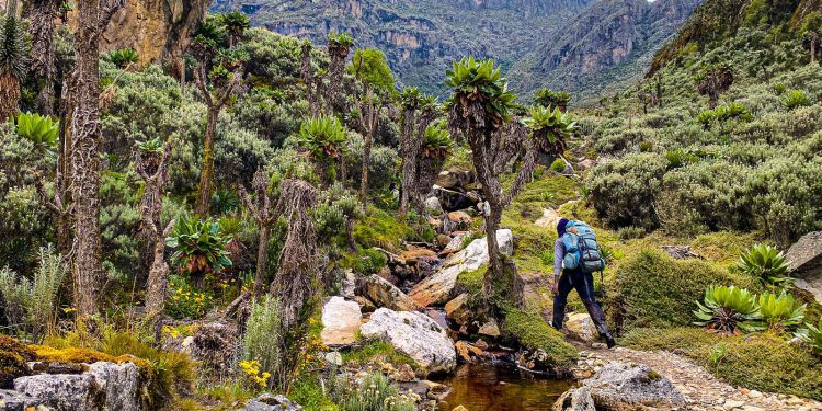 UBOS 2024 Census: Rwenzori Sub-Region shows Strong Water access but Struggles with Poverty and High Fertility 