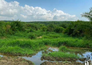 Horror as Chopped human remains Found in Wooden box in Buloba Swamp 