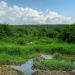 Horror as Chopped human remains Found in Wooden box in Buloba Swamp