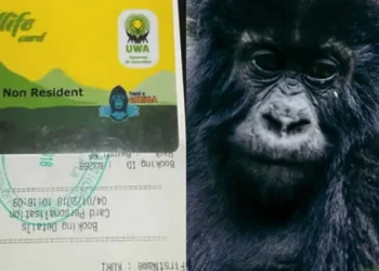 15 UWA bosses who Stole shs.9bn through Fake Gorilla permits Sent to Luzira 