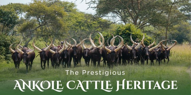 Landmark Book Celebrating Ankole Cattle Heritage Launched in Uganda
