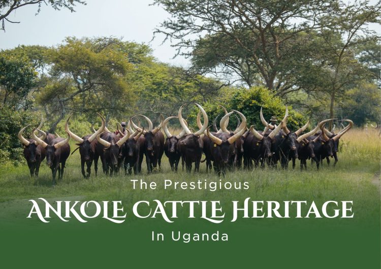 Landmark Book Celebrating Ankole Cattle Heritage Launched in Uganda