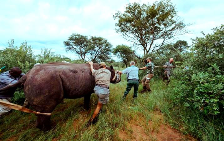 South Africa Gifts Rwanda with Rhinos amid Ties Restoration
