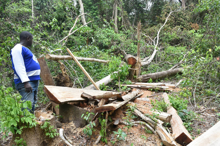 Gov’t to Deal with Deteriorating Forest Cover in the Country