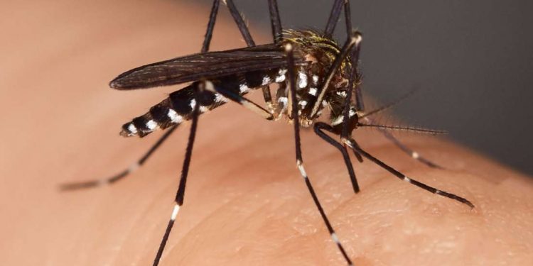Malaria Upsurge: 400000 New Cases Registered
