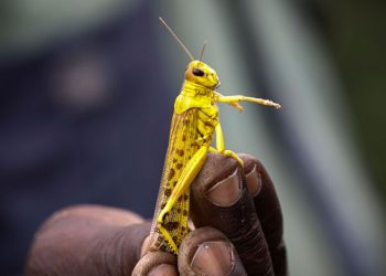 Facts about Locusts: They Move in a Swarm of 80 million Insects and Can Finish Eating Uganda in 7 months