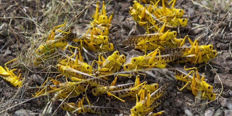 More shs.16b Needed to Combat Billions of Locusts which have Spread to 28 Districts