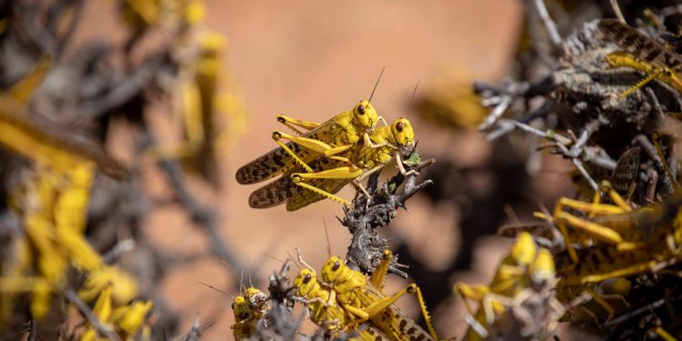 Opinion: The NRM’s Flying Cousins are Here!