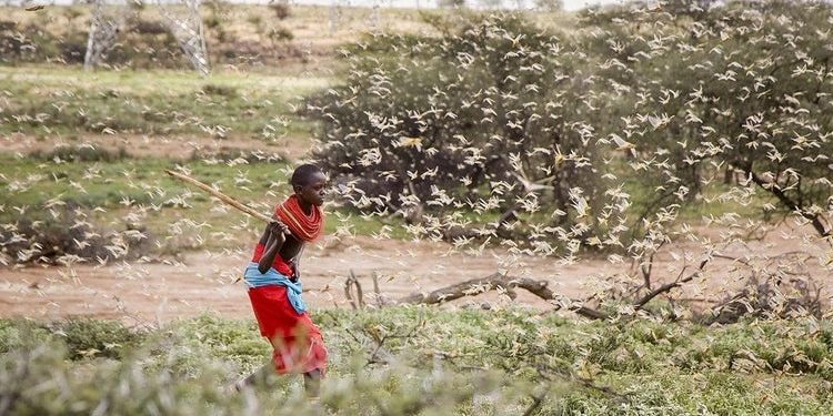 Locusts Spread to 6 Districts in Northern Uganda