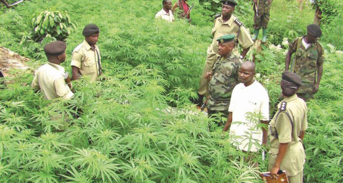 Shocking: Ugandan Army Frustrates Cannabis Growing as High-Ranking Soldiers Secretly Deal in the Lucrative Drug