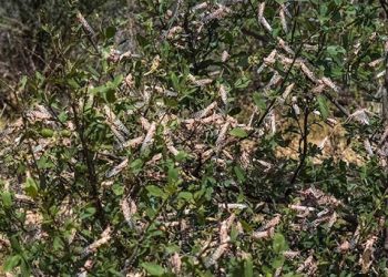 Alert: Desert Locusts enter Uganda