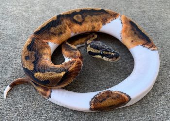 World Animal Protection Calls for International Ban on Wildlife Trade