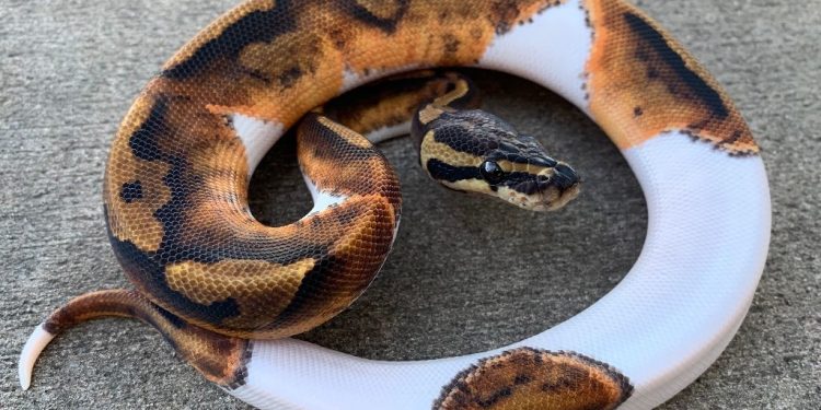 World Animal Protection Calls for International Ban on Wildlife Trade