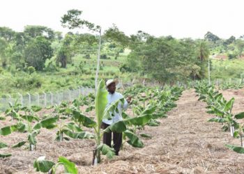 Just in: 2 Businessmen arrested with 5 titles of Museveni’s Land in Gomba