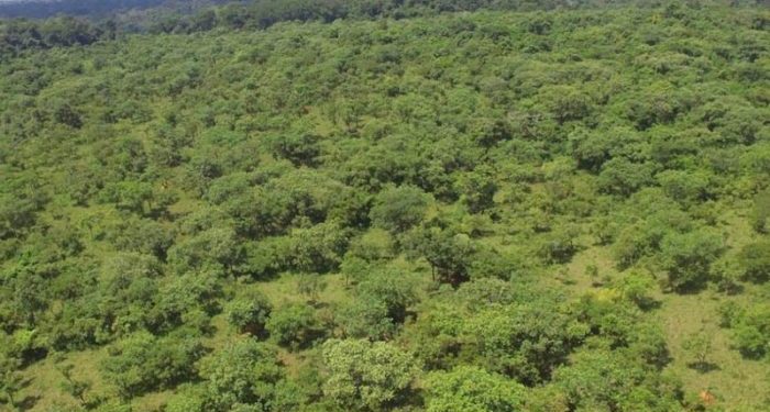 Hoima Sugar loses 13 Sq miles as NEMA toughens on Bugoma Land takeover