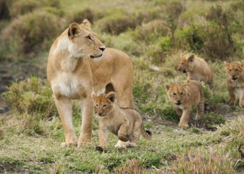 Lions need to be Protected to Avert extinction
