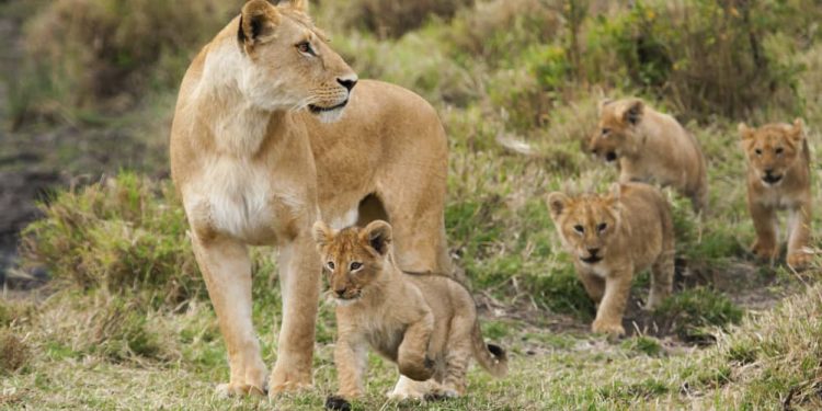 Lions need to be Protected to Avert extinction