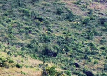 Exclusive: 50 Inmates suspected to have COVID break out of Moroto Prison with 15 Guns